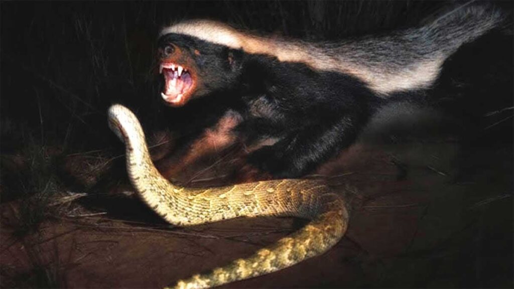 Иммунитет к змеиному яду у животных