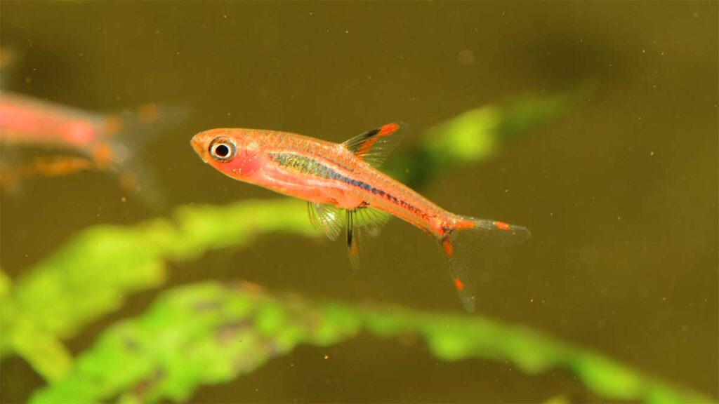 Самая мелкая рыбешка – Paedocypris progenetica