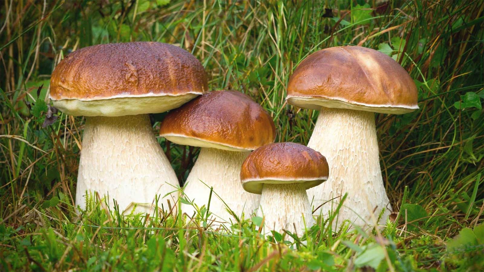 Белый гриб или боровик: описание, где растет, когда собирать