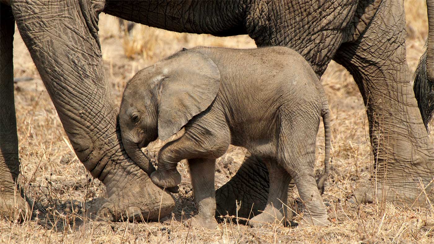 Почему слоны ходят беременными так долго