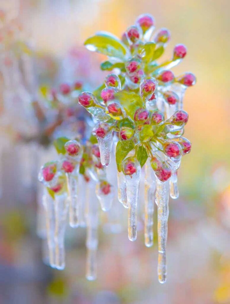 Замерзшие цветы на дереве