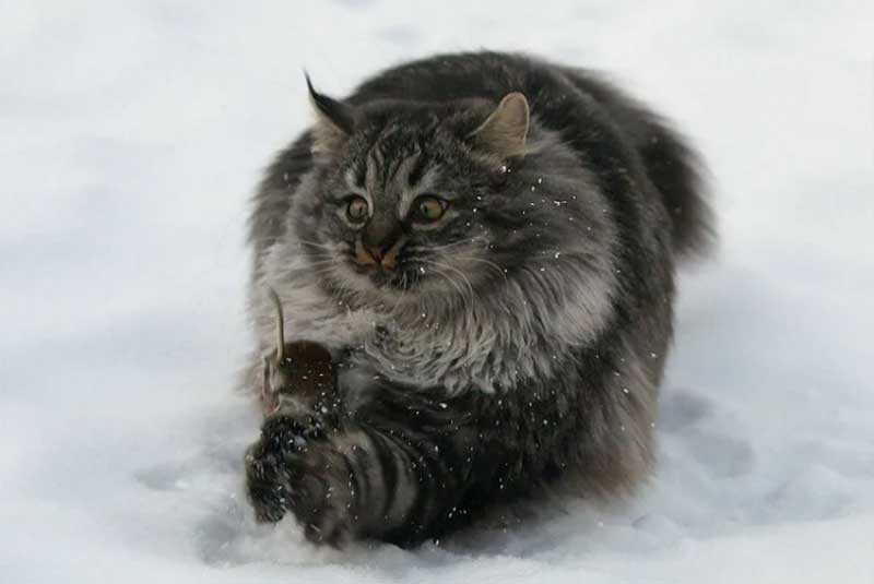 Сибирская кошка успешно охотятся  на мышей, крыс и других грызунов 