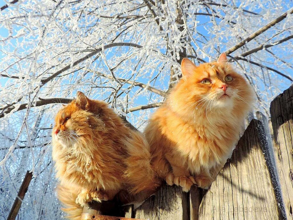 Сибирские кошки: русский вариант морозостойкой сверхпушистой породы