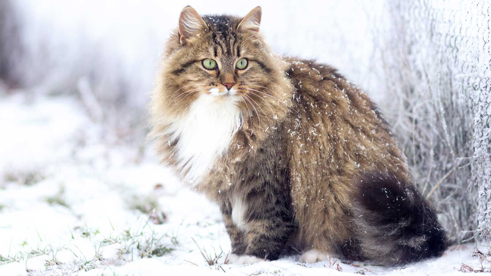 Сибирская кошка - хищный нрав и полная готовность к морозам