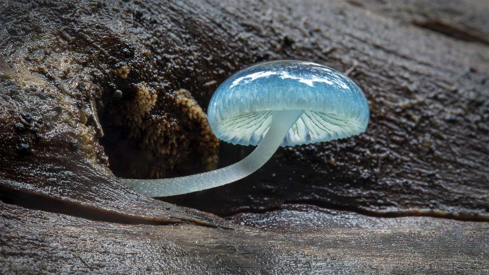 Зонтик синих эльфов (мицена синяя): самый красивый гриб в мире