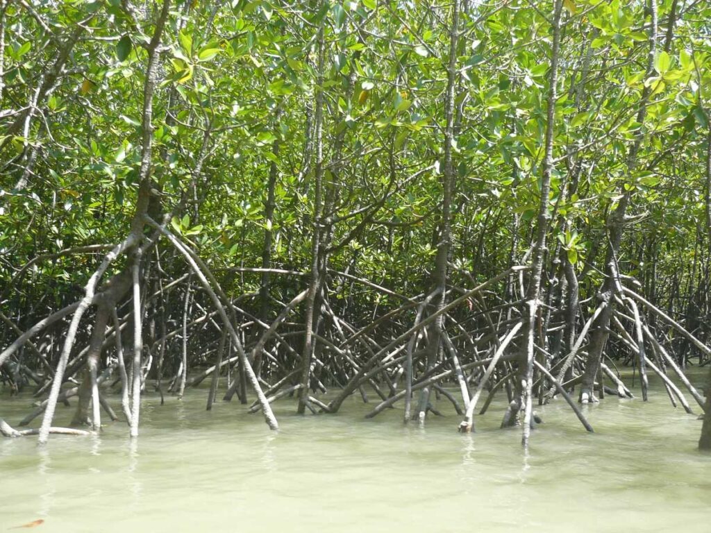 Мангры или мангровые деревья – уникальное явление живой природы