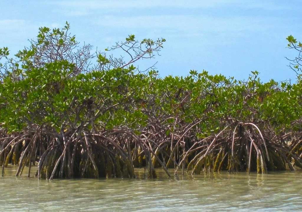 Ходульные корни деревьев мангров, которые обнажаются во время отлива