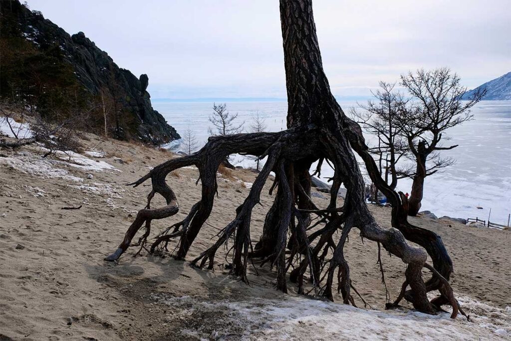 «Шагающие» деревья, растущие в бухте Песчаная на берегу озера Байкал