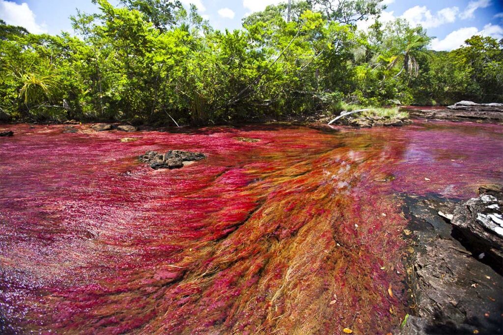 Каньо-Кристалес - разноцветная река в Колумбии