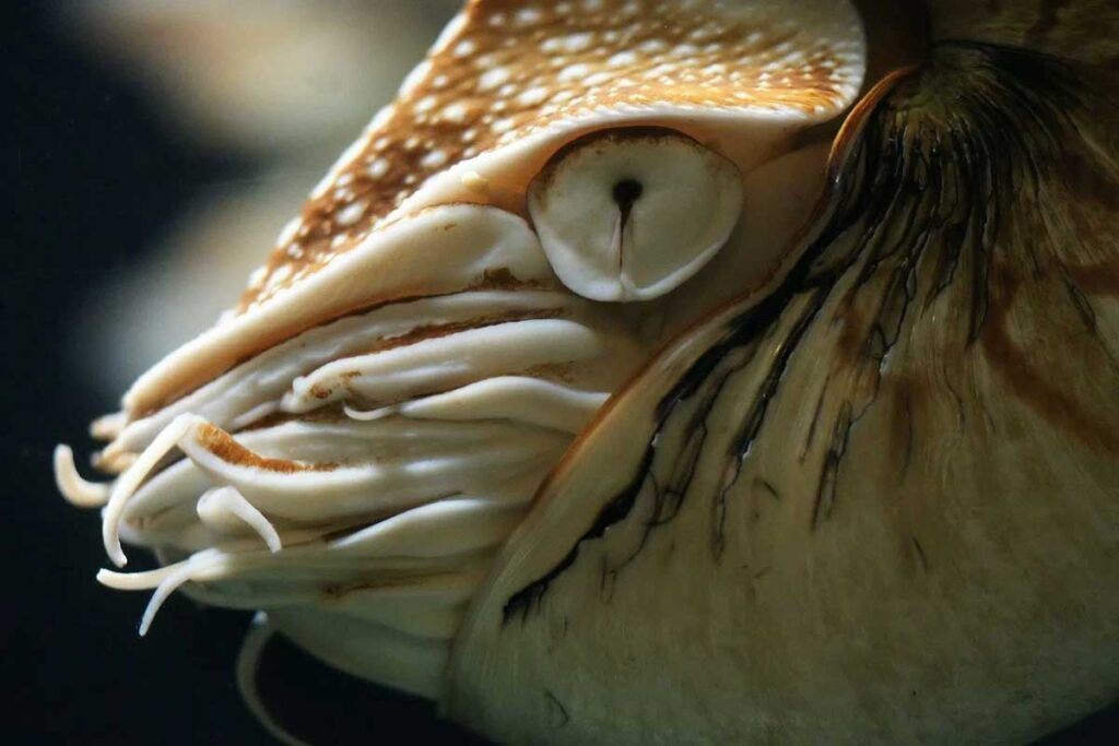 Наутилус - головоногий моллюск