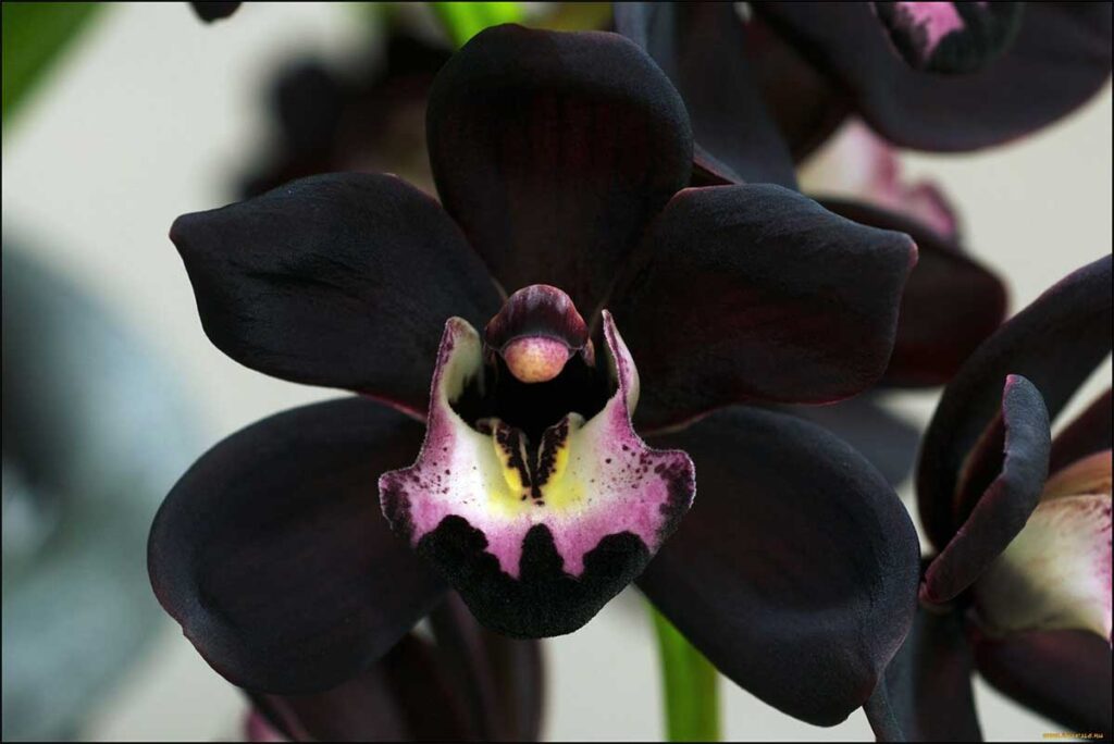 Орхидея, которую называют черной.