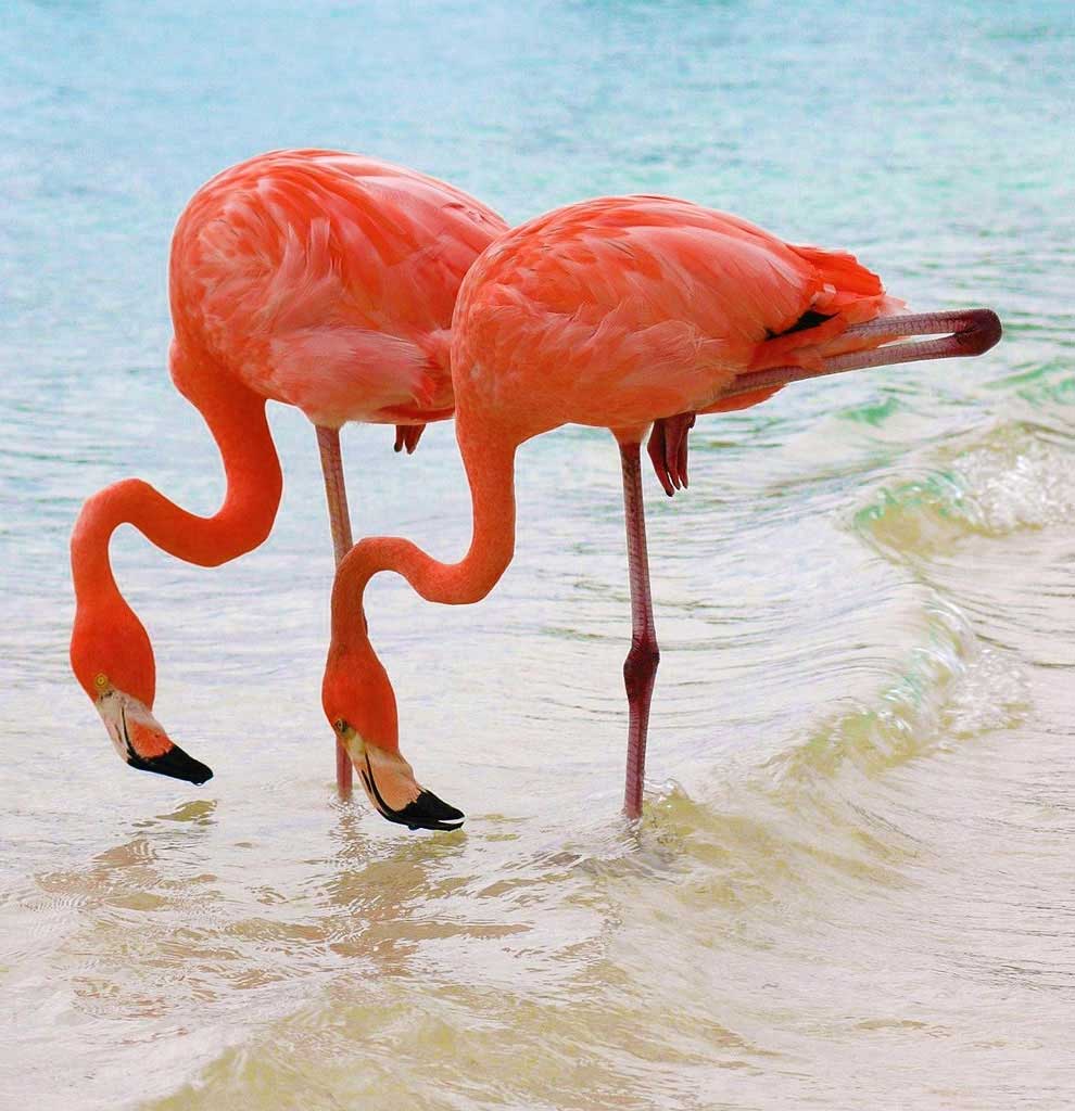 Почему фламинго стоят на одной ноге? 