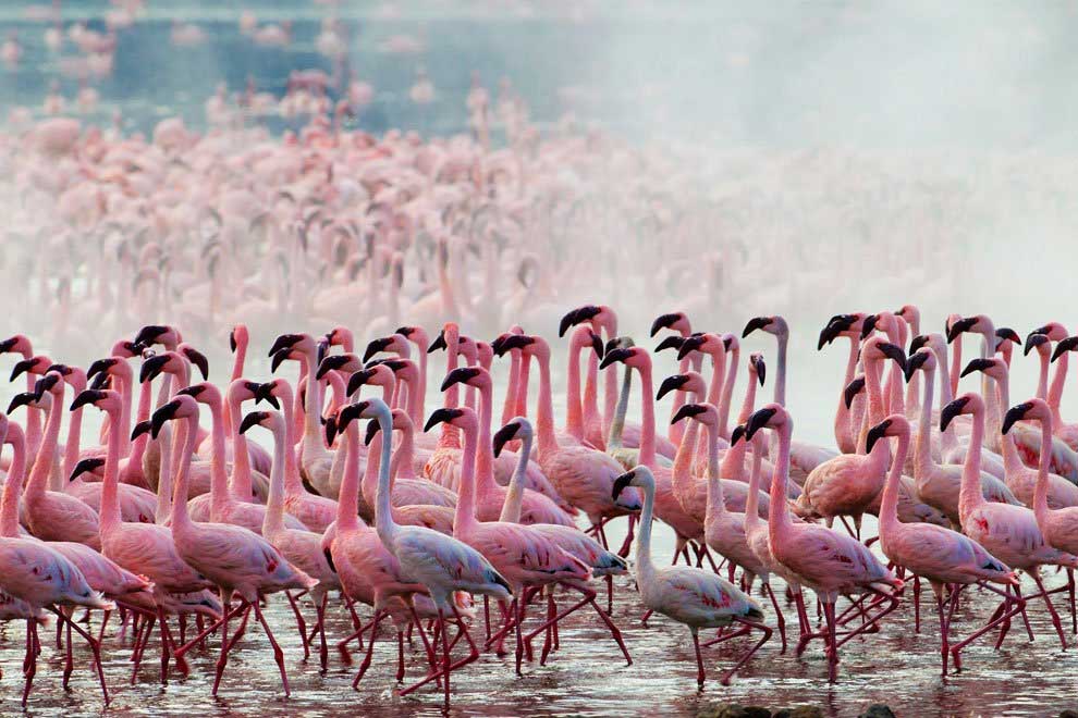 Миллион розовых фламинго в Кении