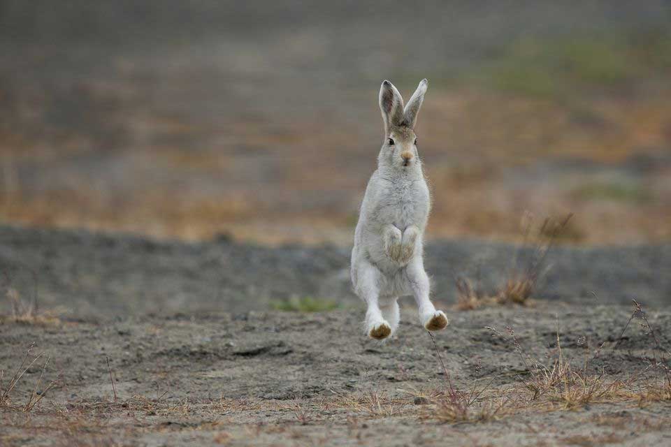 Полярные зайцы прыгают на двух лапах, чтобы узнать, нет ли на горизонте хищника.