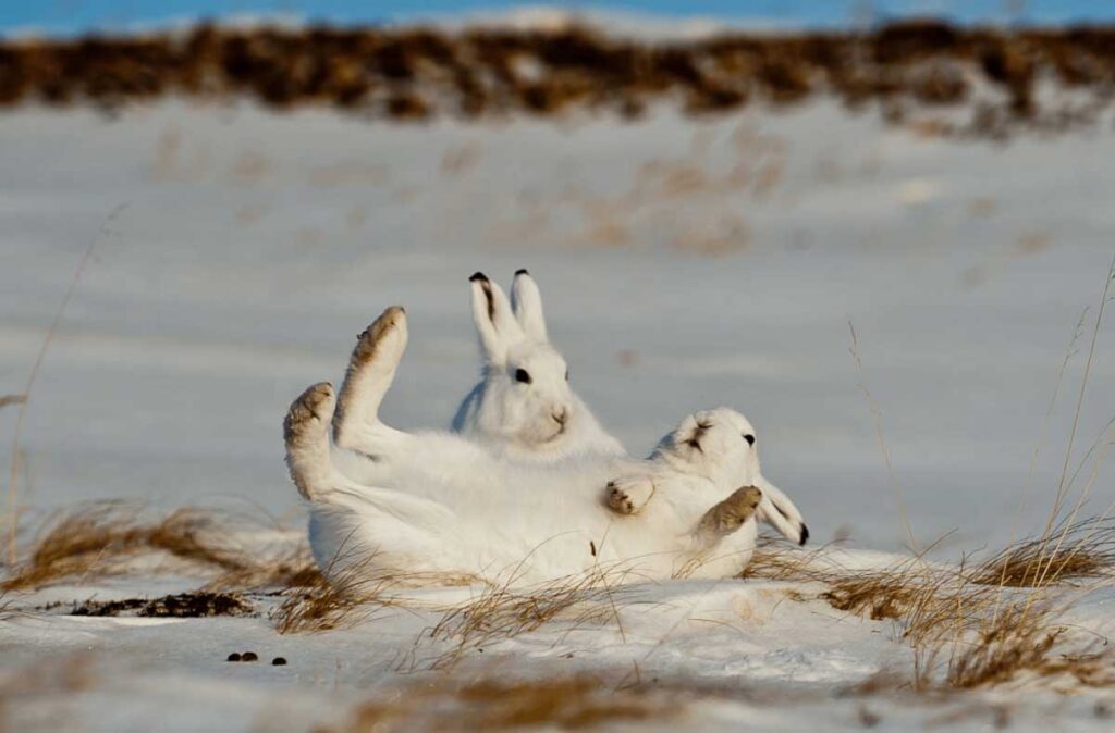 Арктические зайцы-беляки