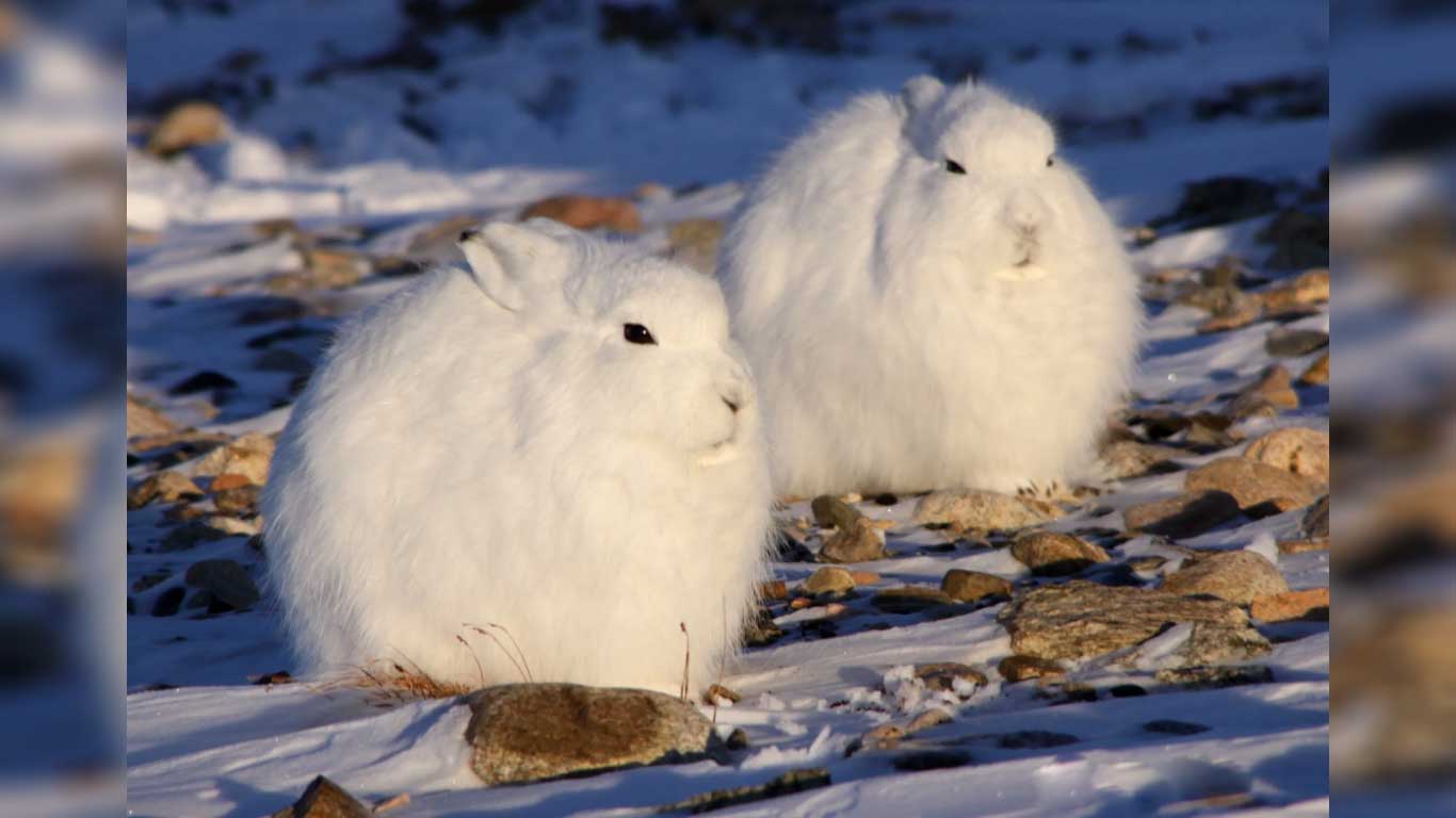 «Ватный шарик» из Арктики. 10 интересных фактов про полярных зайцев