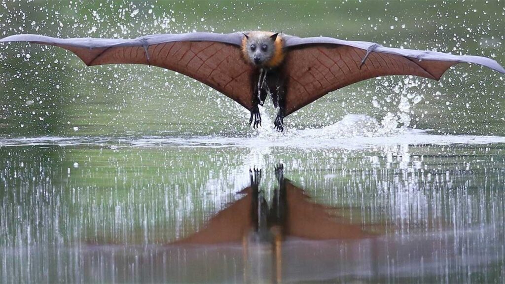 Гривастый ацеродон — крупнейшее летающее млекопитающее