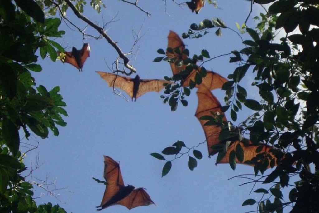Гривастого ацеродона на Филиппинах часто называют золотисто-коричневой летающей лисицей