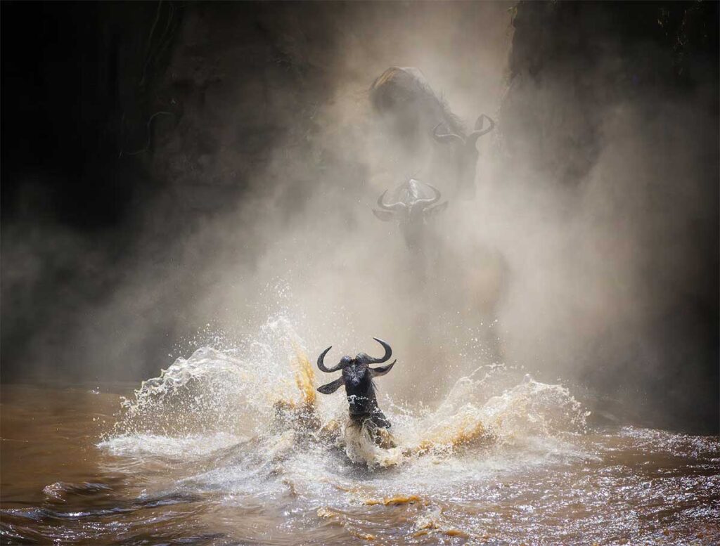 Антилопы Гну переправляются через реку Мара.