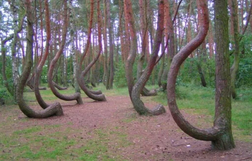 «Ведьмин» лес в Рязанской области