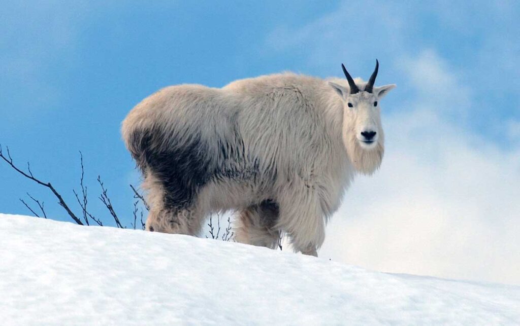 Снежная порода коз