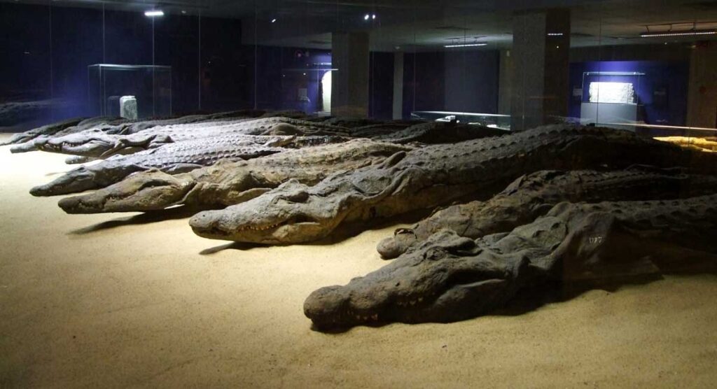 Более 300 мумифицированных крокодилов в древнеегипетском храме Ком Омбо.