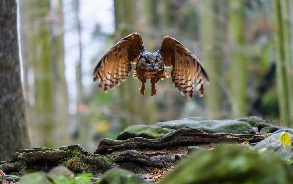 Евразийский филин летит через лес. 