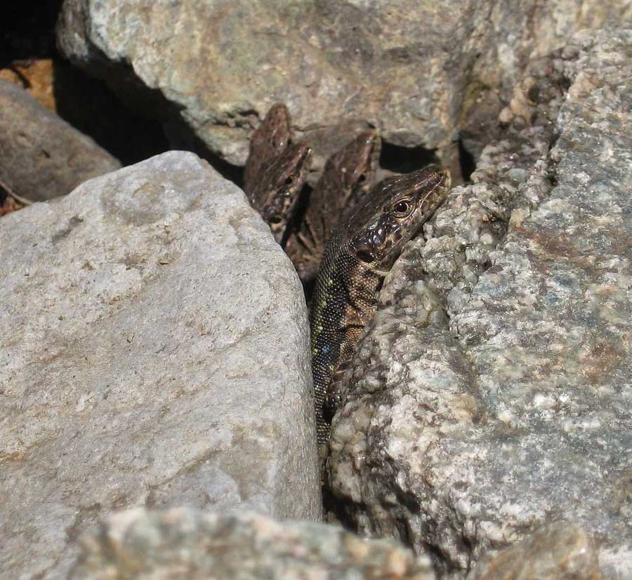 Армянская ящерица или армянская скальная ящерица, является партеногенетическим (однополым размножением) видом