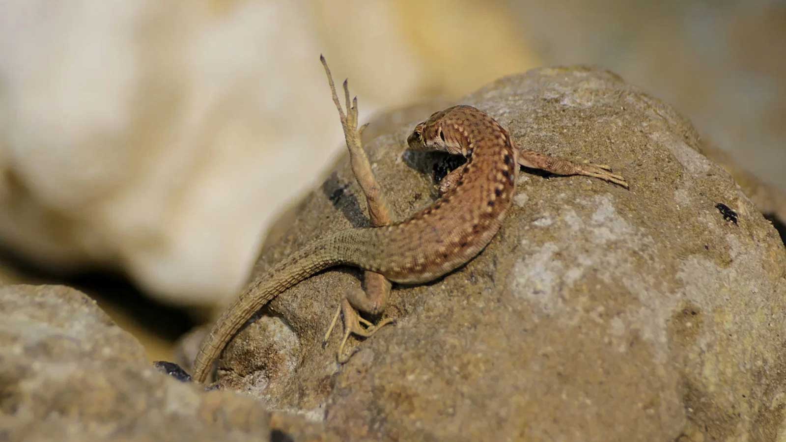 Армянская ящерица: у этого вида нет самцов