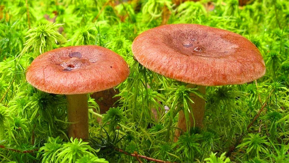 Горькуша - условно-съедобный гриб