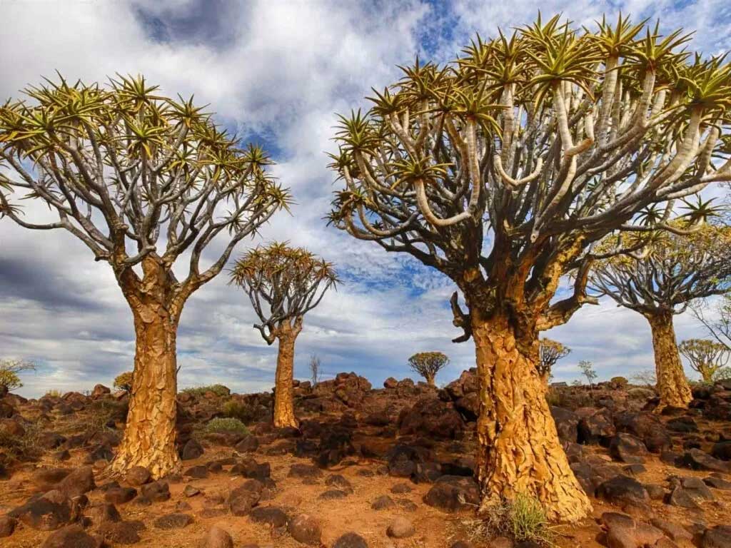 Роща колчанных деревьев в Намибии