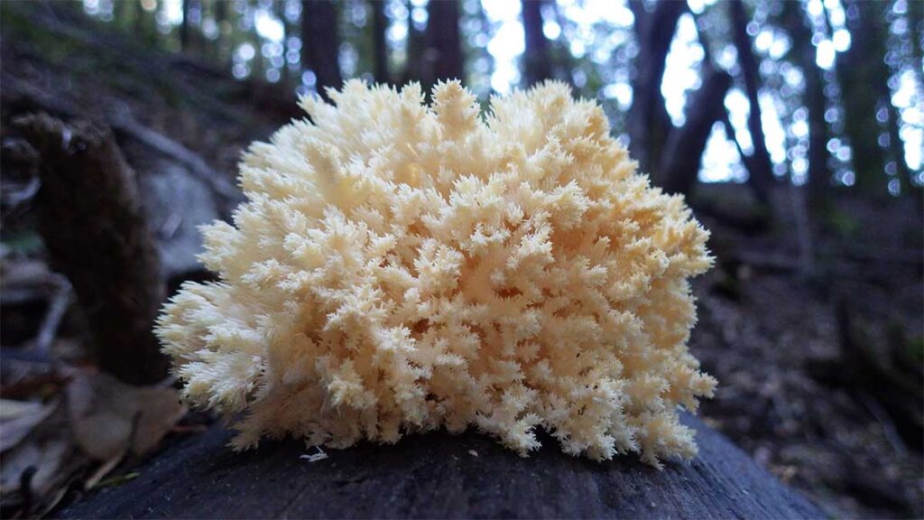 Коралловый гриб, или гериций коралловый