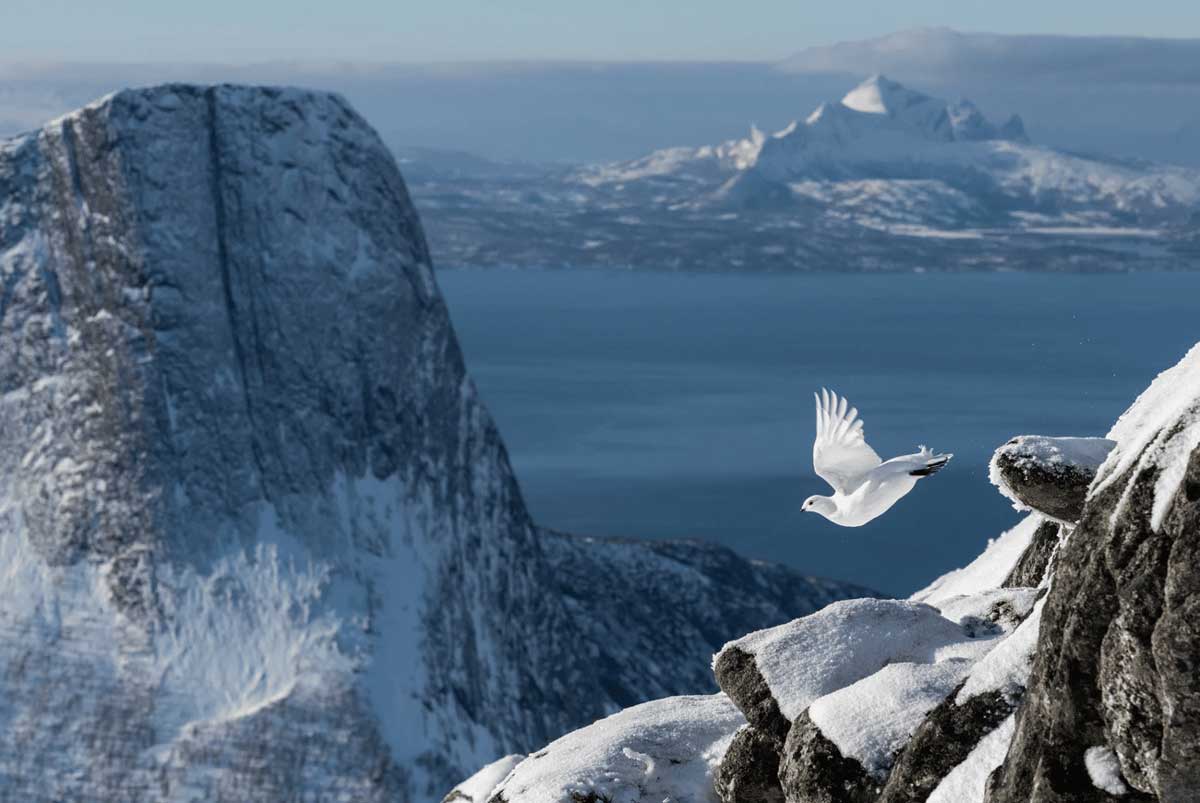 Белая куропатка (Lagopus muta). Тисфьорд, Норвегия.