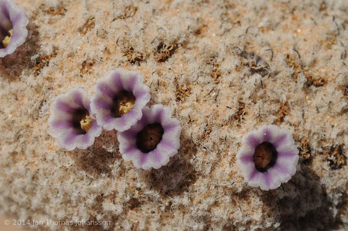 Как вам такой чудо цветочек? Так цветет Pholisma Sonorae (Фолисма Сонорская).