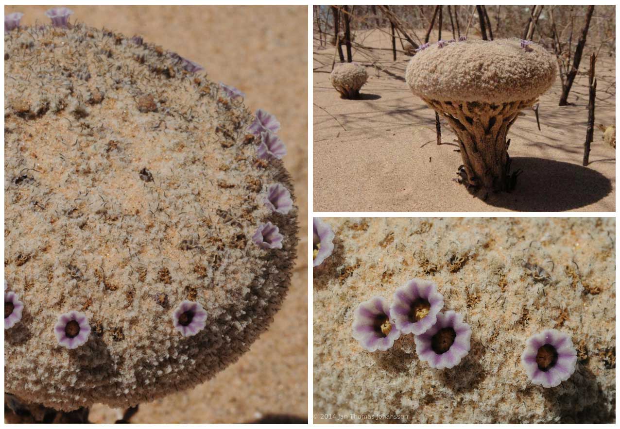 Фолисма сонорская растет только на песчаных дюнах Северной Америки и паразитирует на корнях растений.