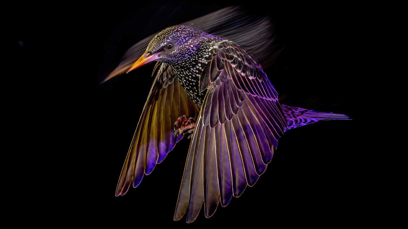 Победители конкурса на лучшие фотографии птиц Bird Photographer of the Year 2022