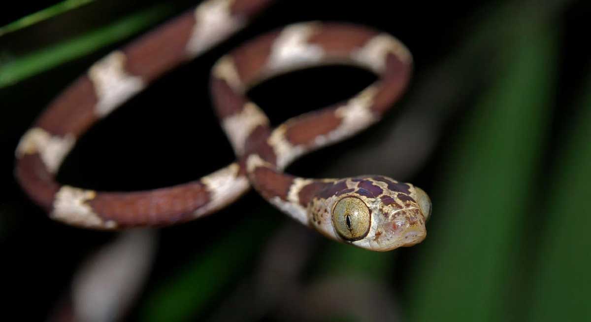 Обыкновенные ремневидные змеи распространены в Центральной и Южной Америке