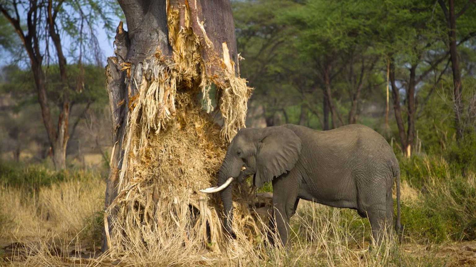 Секрет «замбезийского миндаля». Для чего ему нужен… слон