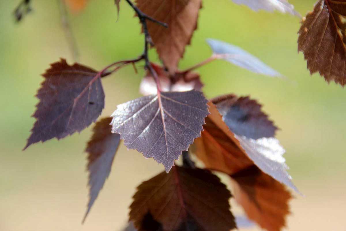 Береза повислая Пурпуреа - отличается необычным цветом листвы и ажурной конической кроной.