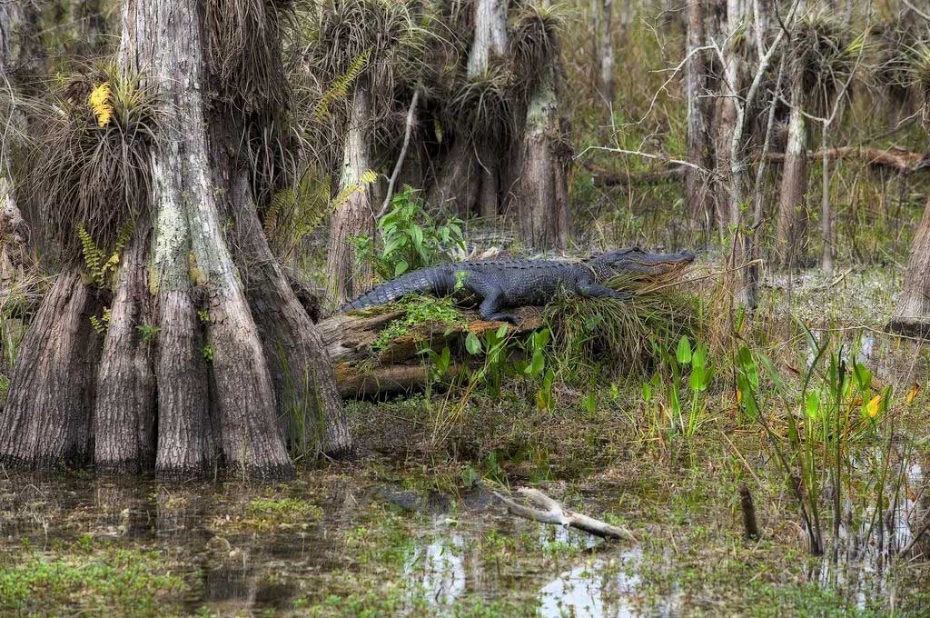 Аллигаторы в болоте Манчак, США