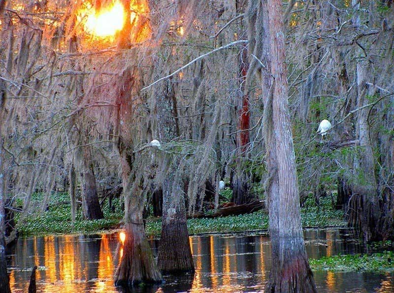 С ветвей деревьев на болоте Манчак в Луизиане свисают плети испанского мха