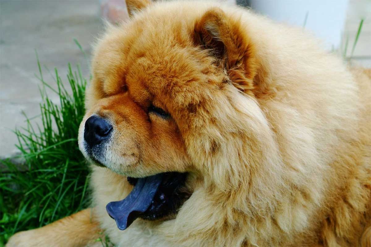 Чау-чау – удивительная собака с синим языком
