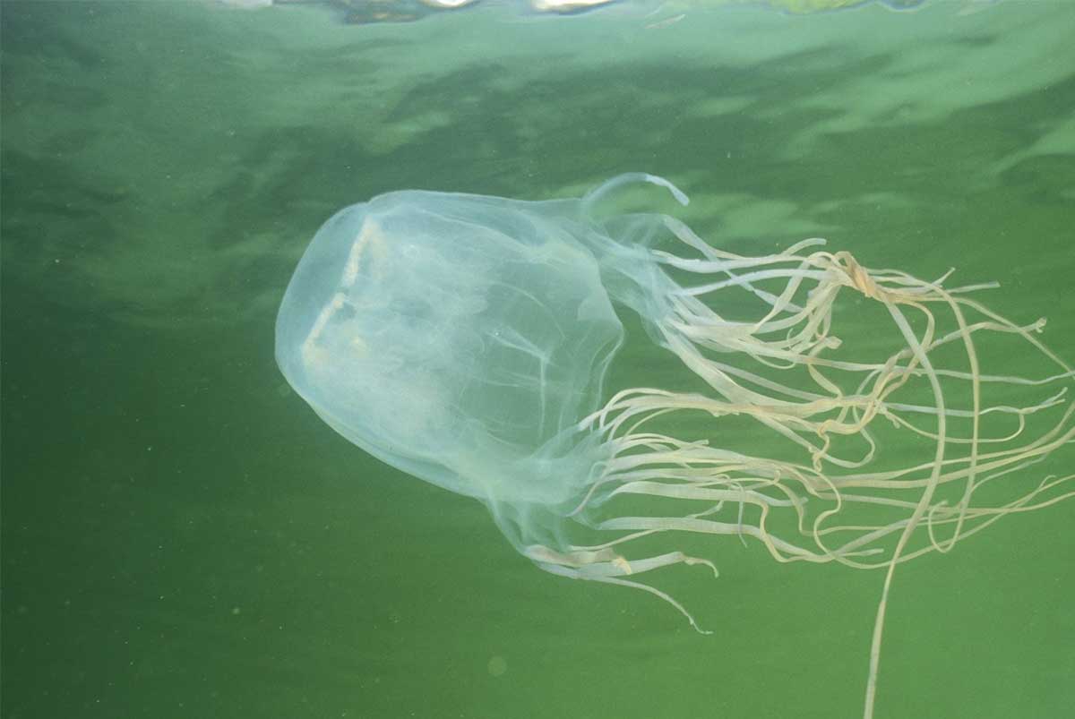Кубомедуза или морская оса: самая ядовитая медуза в мире