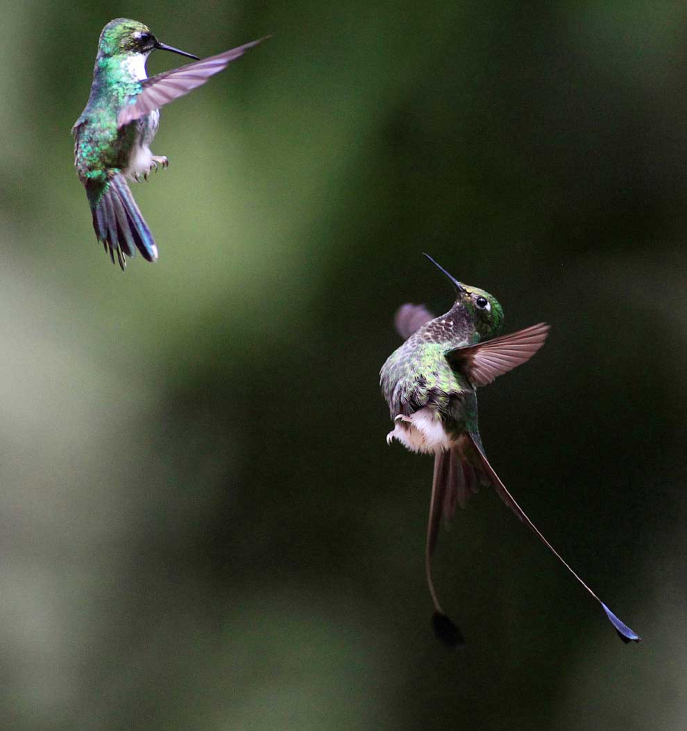 Колибри — единственные в мире птицы, способные летать хвостом вперед