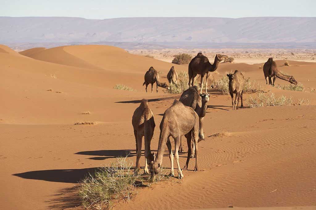 Сахара - крупнейшая жаркая пустыня