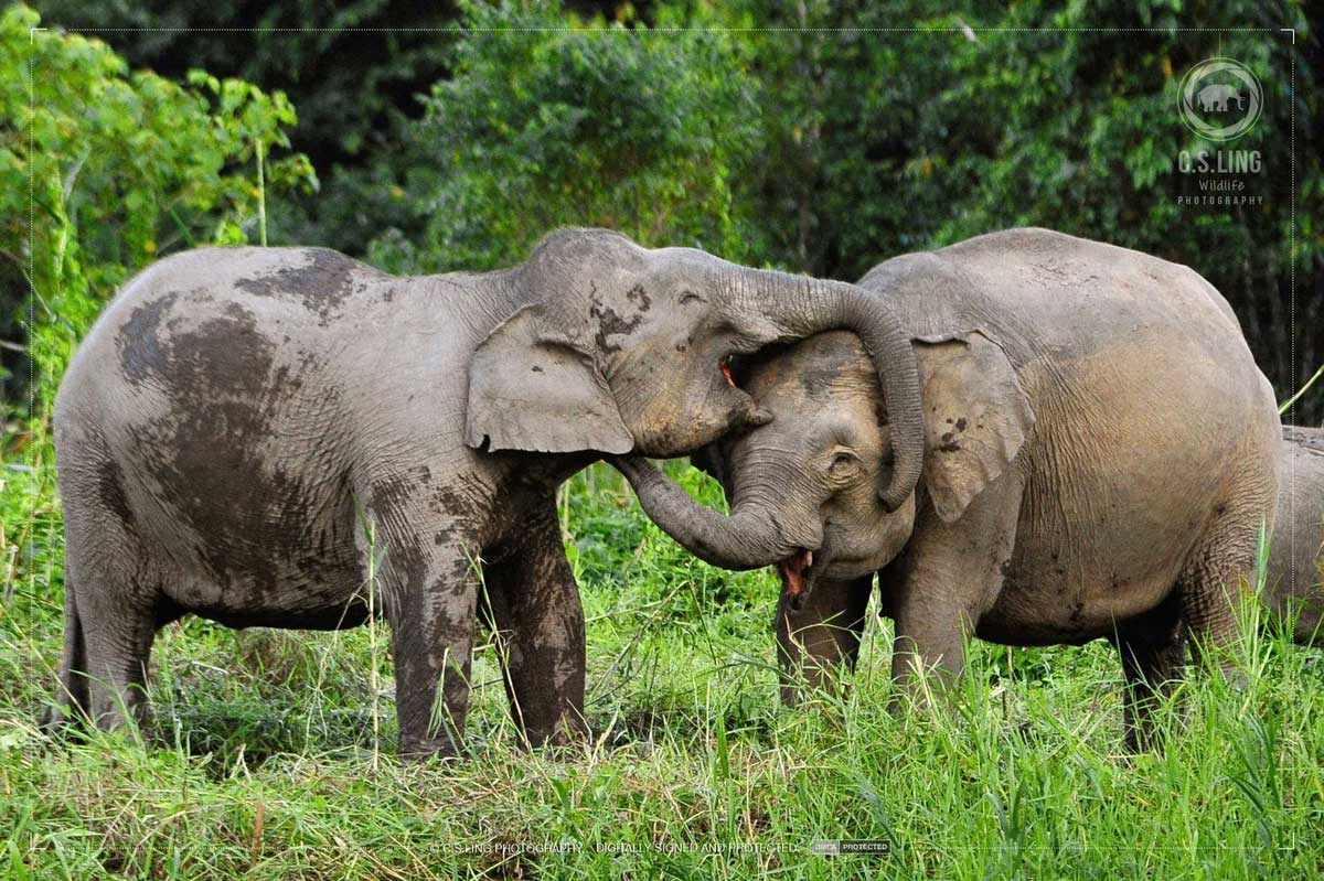 Борнейский слон, или Карликовый слон Борнео обитает на северо-востоке острова Калимантан