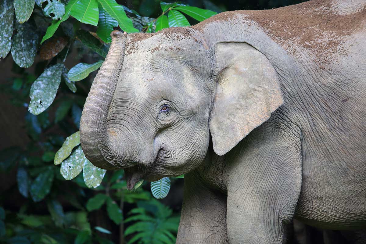 Борнейский слон самый маленький слон в мире