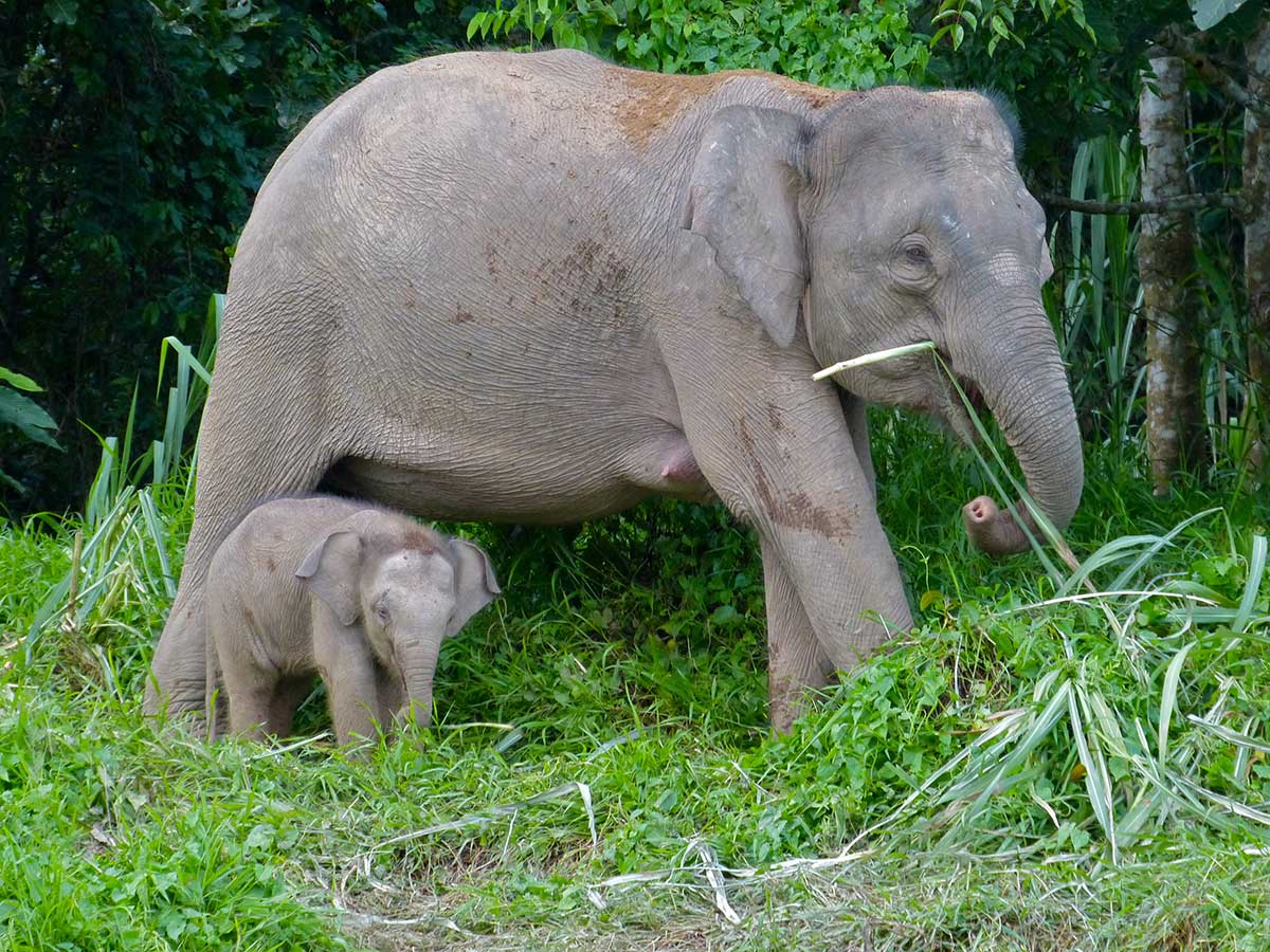 Самый маленький слон Борнео весит около 500 кг