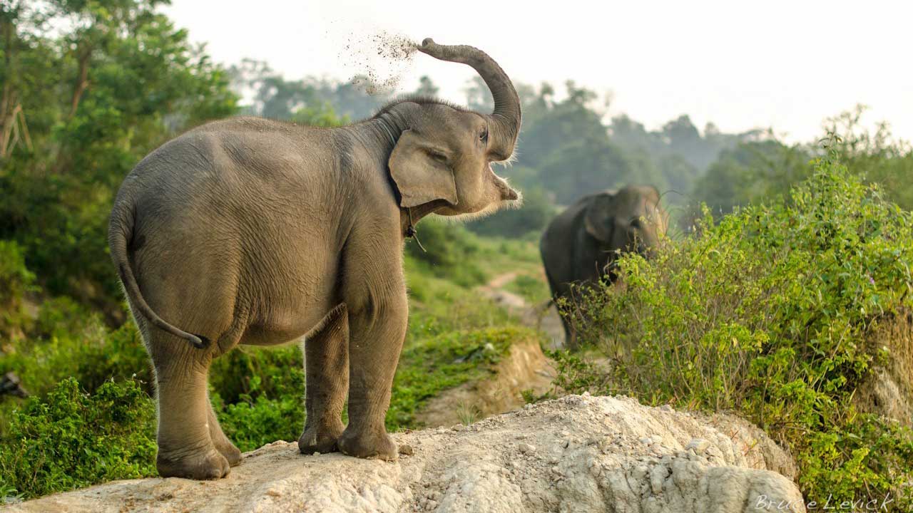 Борнейский слон: «Крошечные» островные слоны весом всего 500 кг