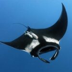 Манта — он же «морской дьявол»: 8 интересных фактов о самом крупном в мире скате